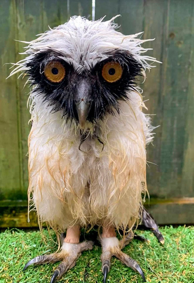 Wet owls are so grumpy!