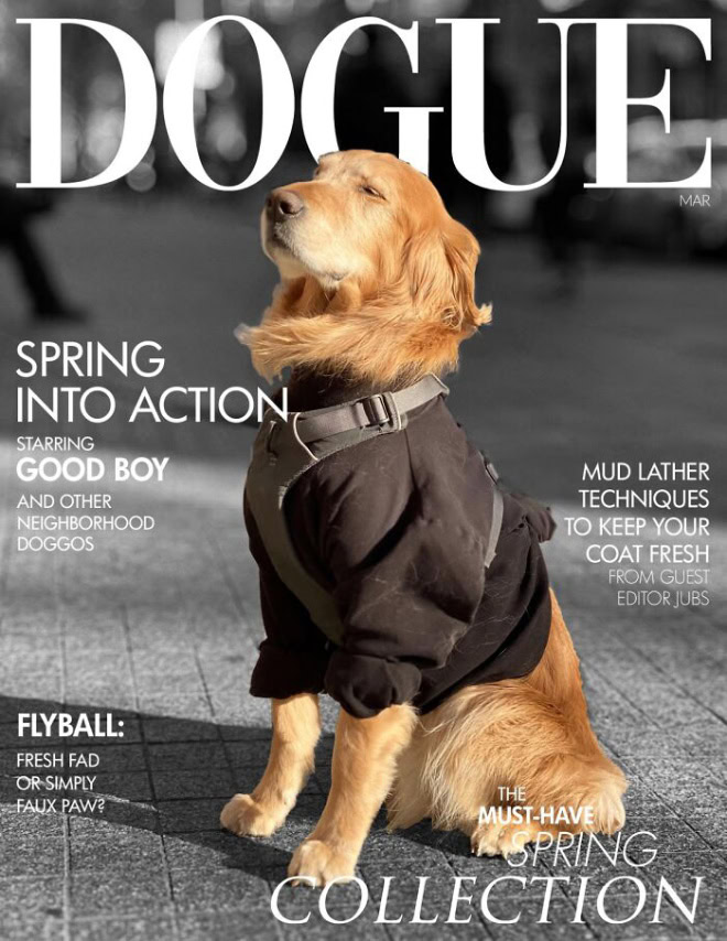 Dogue: fashion magazine for dogs.