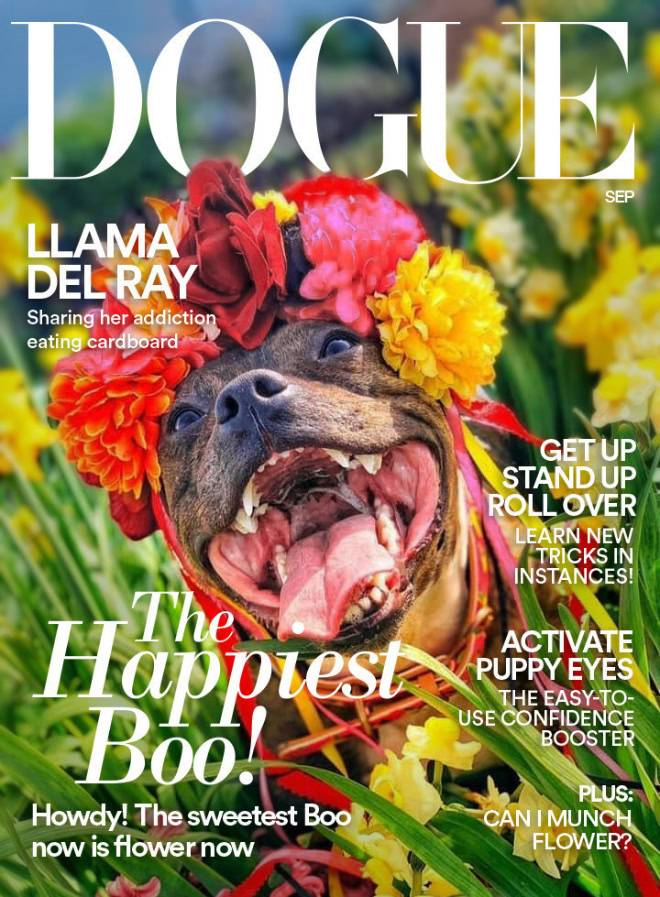 Dogue: fashion magazine for dogs.