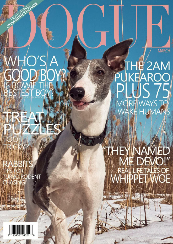 Dogue: fashion magazine for dogs.