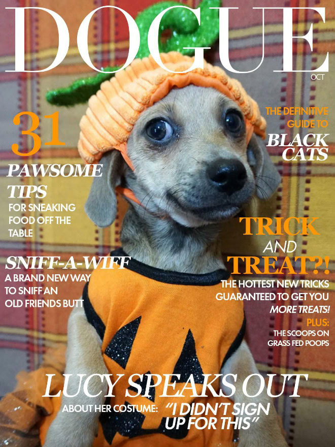 Dogue: fashion magazine for dogs.