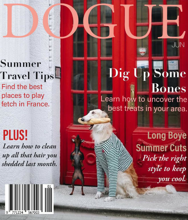 Dogue: fashion magazine for dogs.