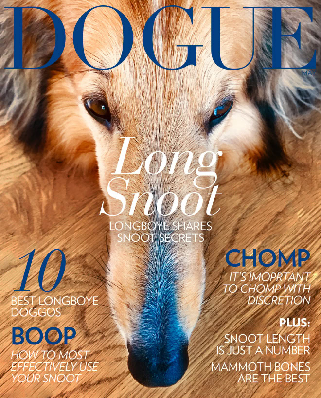 Dogue: fashion magazine for dogs.