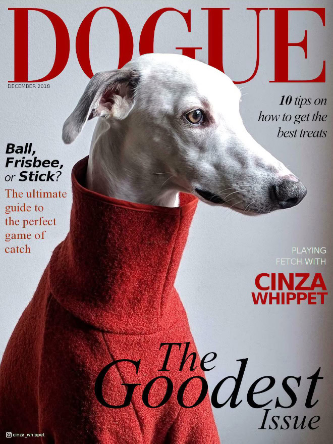 Dogue: fashion magazine for dogs.