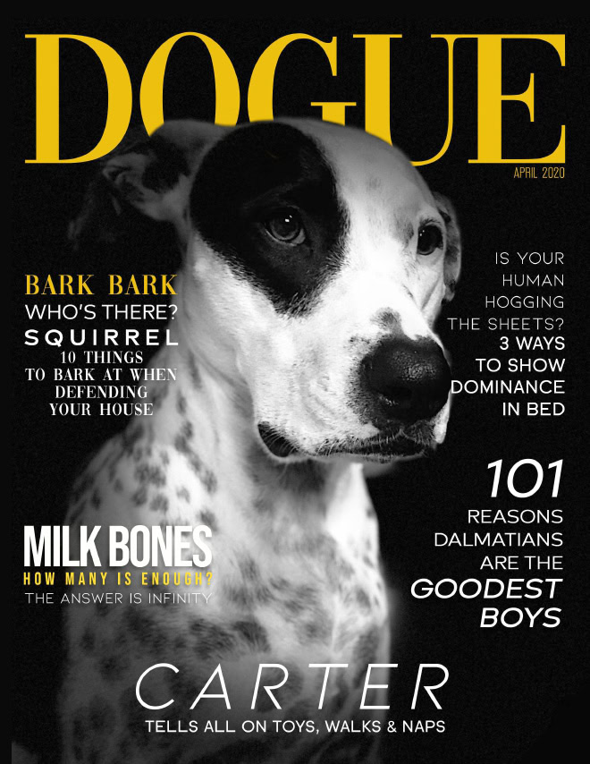 Dogue: fashion magazine for dogs.